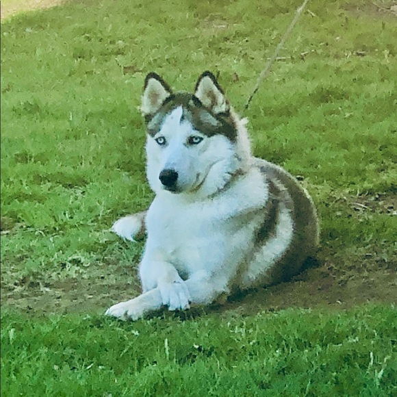 Meet your Posher, Lisa - Picture 6 of 7